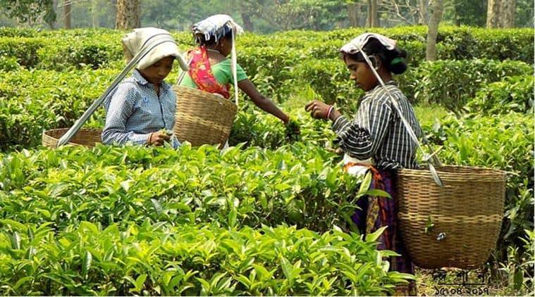 වතු කම්කරුවන්ගේ දෛනික වැටුප් වැඩි කිරිමට එරෙහි පෙත්සම් විභාගයට