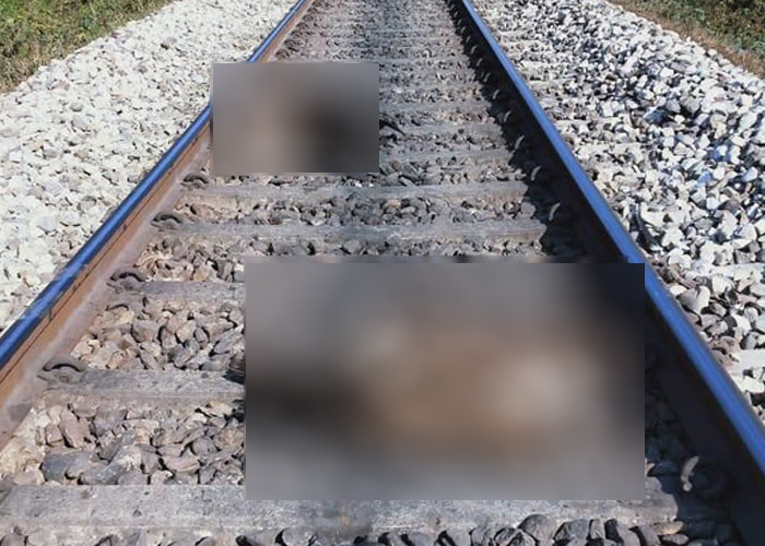 ඕමන්තේ දී ගවයින් 16ක් දුම්රියක ගැටී මිය යයි