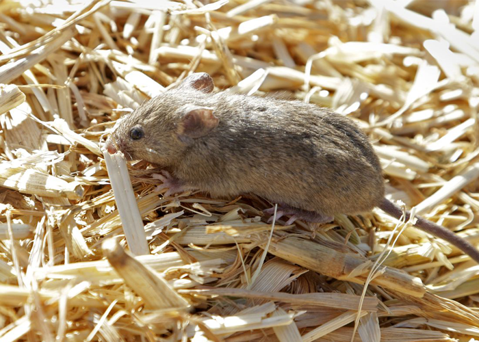 ඔස්ට්‍රේලියාවේ මී වසංගතයක්