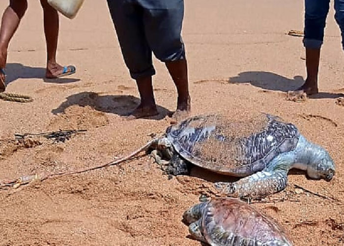 මියගිය ඩොල්ෆින් සත්ත්වයෙකුගේ සහ කැස්බෑවන් 05 දෙනෙකුගේ සිරුරු  හමුවෙයි