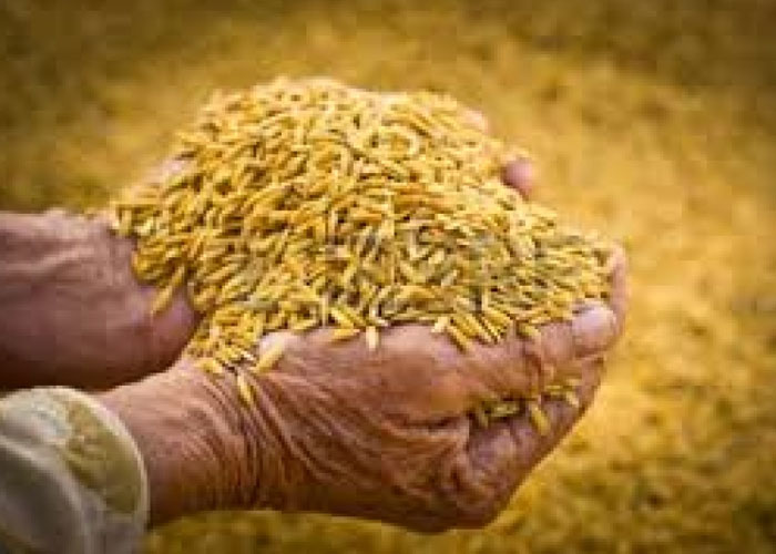 යල කන්නයේ වී මිලදී ගැනීමට කැබිනට් අනුමැතිය