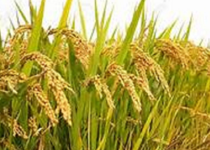 යල කන්නයේ වී මිලදී ගැනීම අද