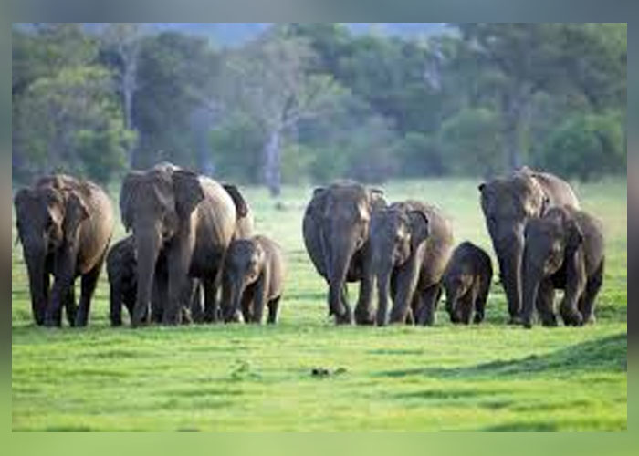 ලෝක අලි සුරක්ෂිතා දිනය අදයි