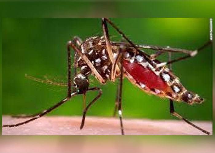 ඩෙංගු මර්දන විශේෂ වැඩසටහනක්