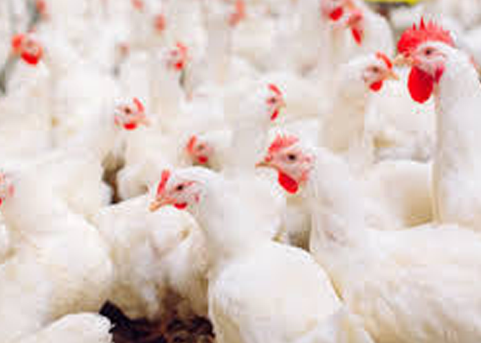 ආසියාවේ සහ යුරෝපයේ කුරුලු උණ පැතිරේ, කුරුලු කර්මාන්තයට අනතුරු ඇඟවීම්