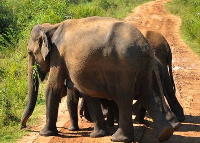 අලි කරදර