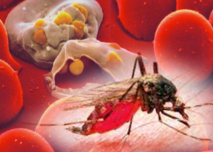 මැලේරියා
