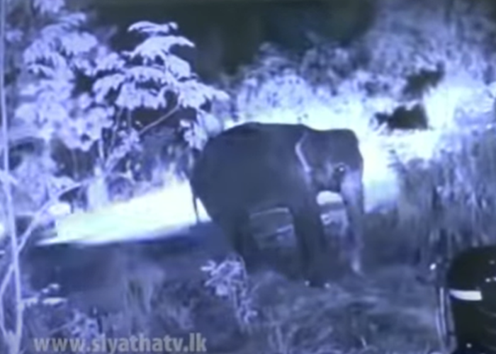 වන අලි