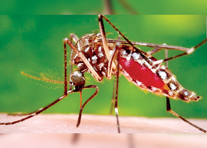 රට තුළ ඩෙංගු රෝගීන් වැඩි වීමේ අවධානමක්