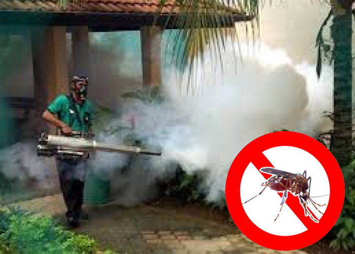 ඩෙංගු මර්දන