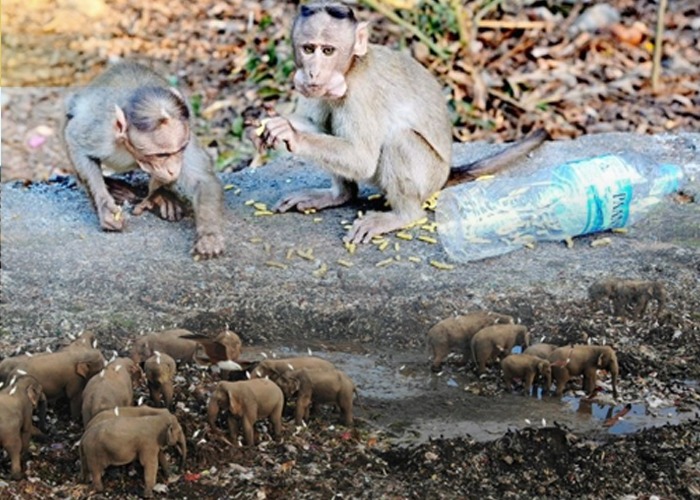 මිනිත්තුවට ප්ලාස්ටික් බෝතල් මිලියනයක් මිලට ගන්න මිනිස්සු