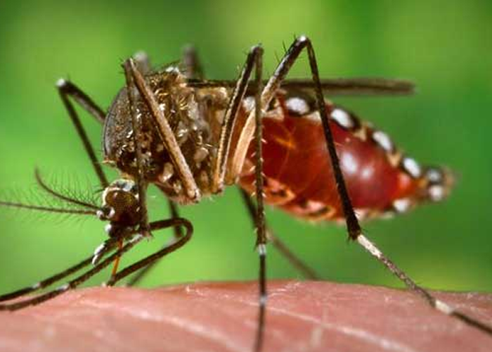 දිනෙන් දින ඉහල යන ඩෙංගු රෝගීන්
