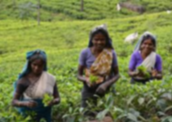 වතුකරයේ ජනතාවට රජයෙන් විශේෂ සහන
