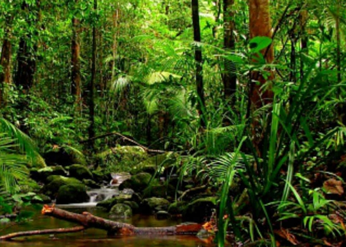 පෘථිවිය තුළ හඳුනා නොගත් ශාක විශේෂ 14% ක ට වඩා වැඩියි