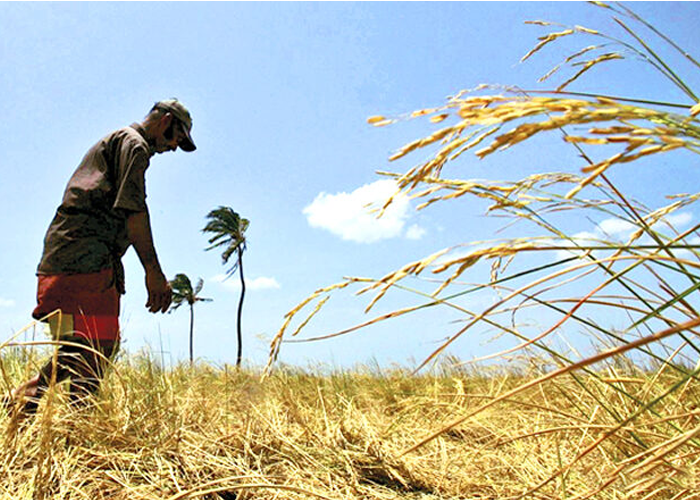 වගා හානි වූ ගොවීන්ට දිරි දීමනාවක්