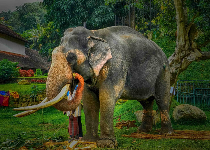 නැදුන්ගමුවේ රාජා හස්තියා මියයයි