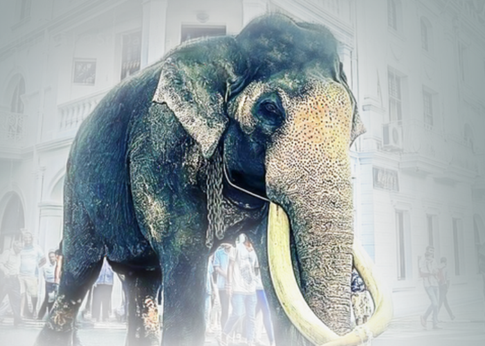 නැදුන්ගමුවේ රාජා හස්තිරාජයා ජාතික වස්තුවක් ලෙස නම් කිරීමට ජනපතිගෙන් උපදෙස්