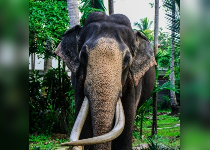 නැදුන්ගමුවේ රාජා