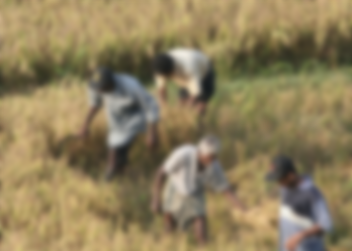 ගොවීන්ට වන්දි