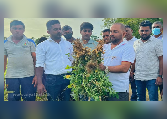 ශ්‍රී ලංකාව රටකජුවලින් ස්වයංපෝෂිතයි – මහින්ද අමරවීර