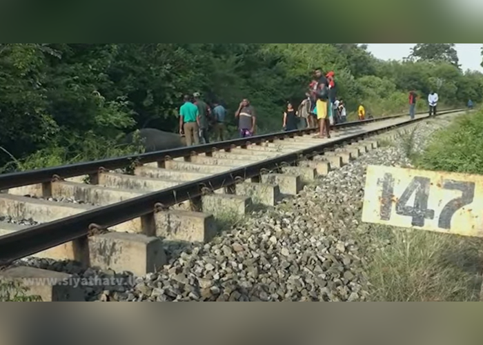 භාණ්ඩ ප්‍රවාහන දුම්රියක ගැටී වන අලියෙකු මියයයි