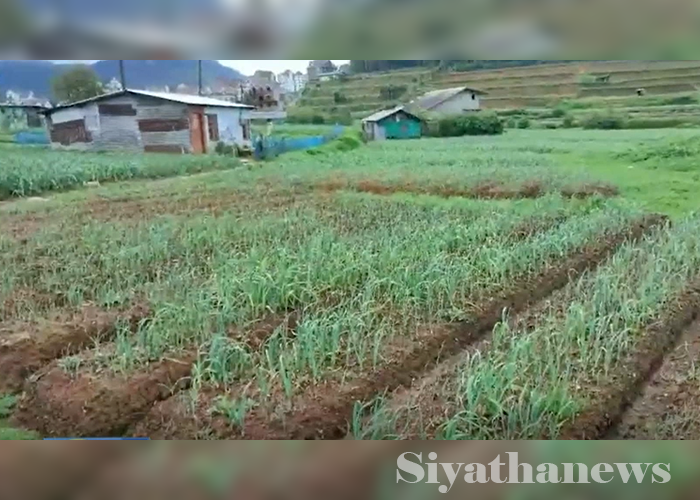 පාරම්පරික එළවළු ගොවීන්ගෙන් චෝදනා
