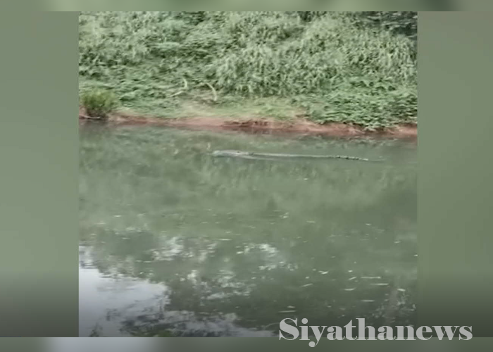 පුද්ගලයෙක් නිල්වලා ගඟේ කිඹුලෙකුට ගොදුරුවෙයි