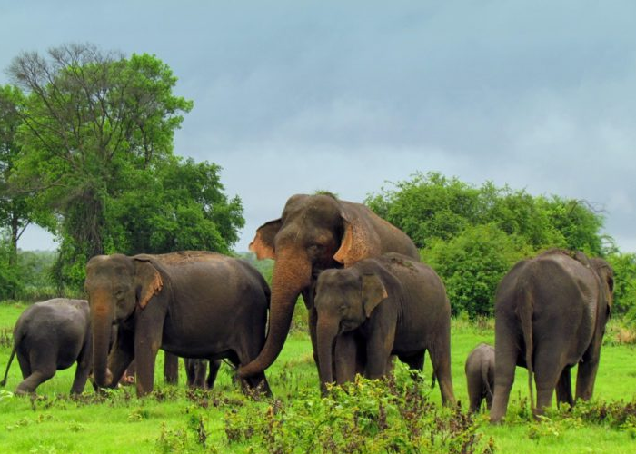 මෙරට වන අලි ගහනයේ වර්ධනයක්