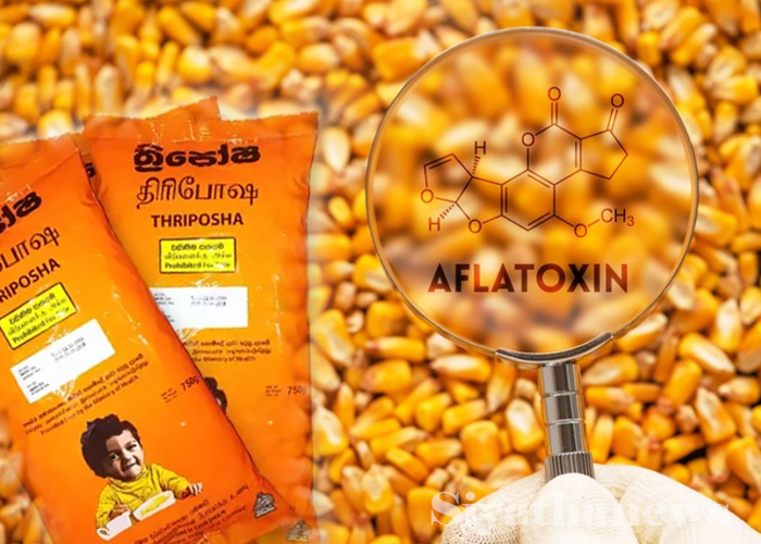 ඇෆ්ලටොක්සීන් අධිකව ශරීර ගතවීමෙන් සිදුවන්නේ කුමක්ද?