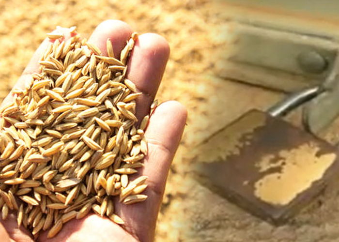 පොළොන්නරුවෙ වී ගබඩා වහලා – වී විකුණගන්න බැරුව ගොවීන් අසරණ වෙයි