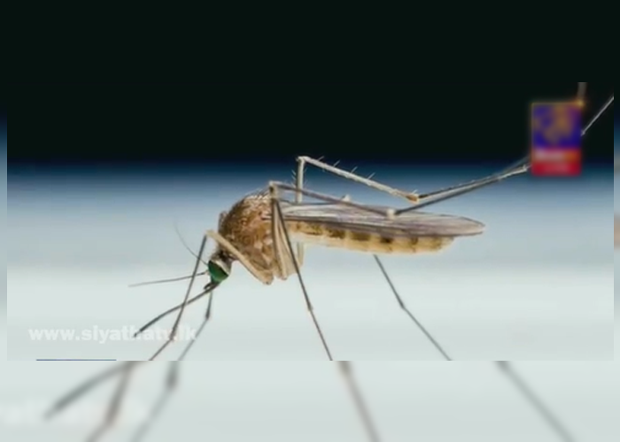 මෙරටින් නව මදුරු විශේෂ දෙකක්