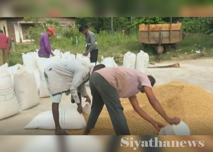 වී සඳහා නිසි මිලක් නොමැතිකමින් ගොවීන් අපහසුතාවට