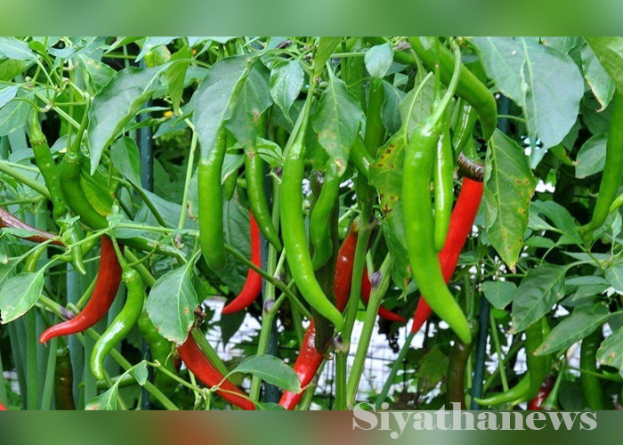 මිරිස්