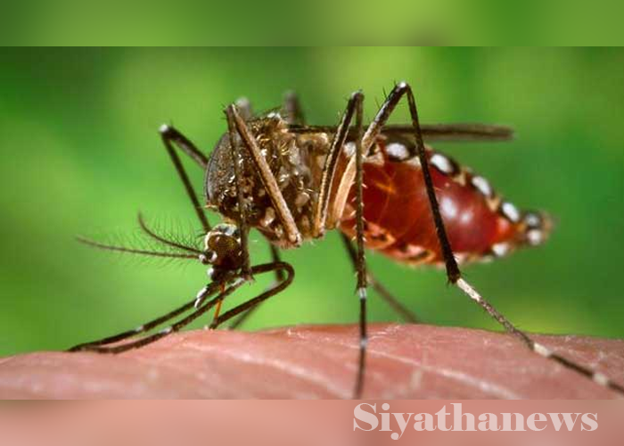 ඩෙංගු අධි අවධානම් කලාප 31ක් හඳුනාගනී