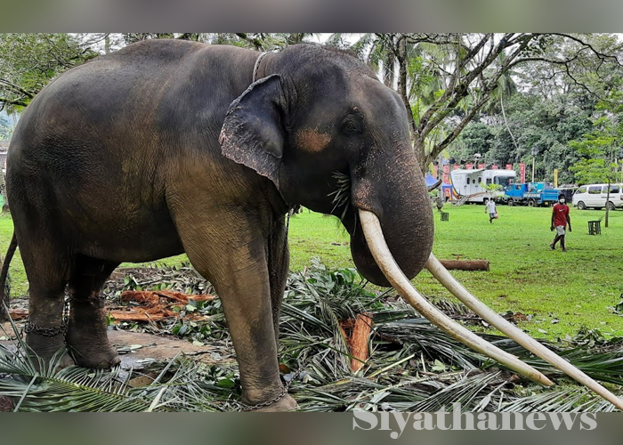 කන්දේ විහාරයේ ‘මුතුරාජා’ ගැන තීරණයක්