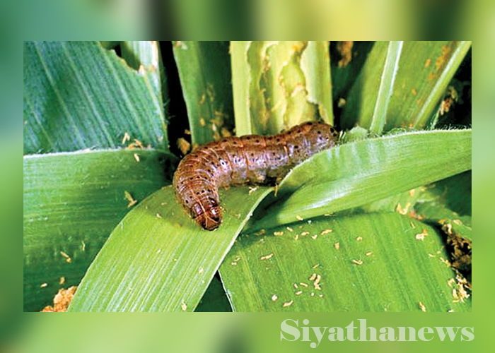 සේනා දළඹු මර්දනයට පරපෝෂිතයෙක්