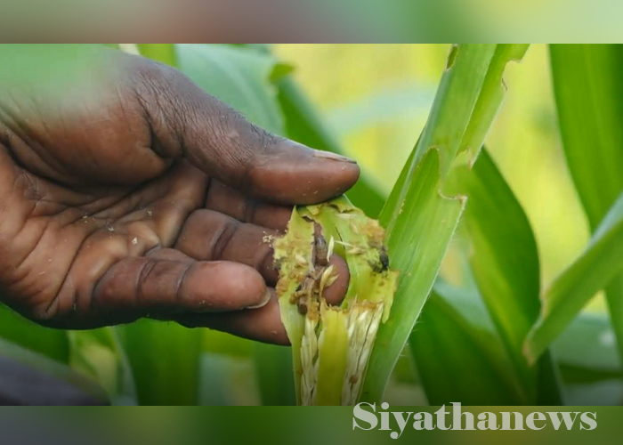 සේනා දළඹුවාගෙන් බඩඉරිඟු වගාවට හානි