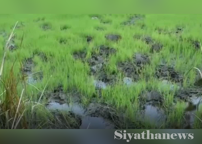 වන අලි නිසා පැළ ගොයමට හානි