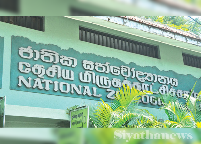 අද පාසල් දරුවන්ට සත්වෝද්‍යානය නොමිලේ නැරඹීමට අවස්ථාව