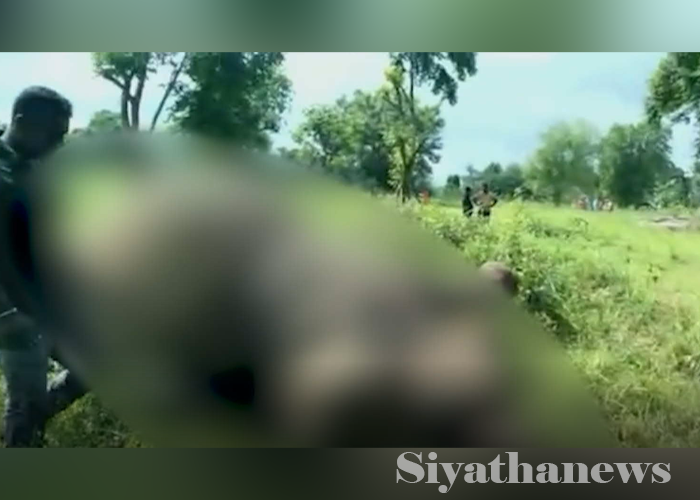 අනාරක්ෂිත විදුලි රැහැනක ගැටීමෙන් වන අලියෙකු මරුට