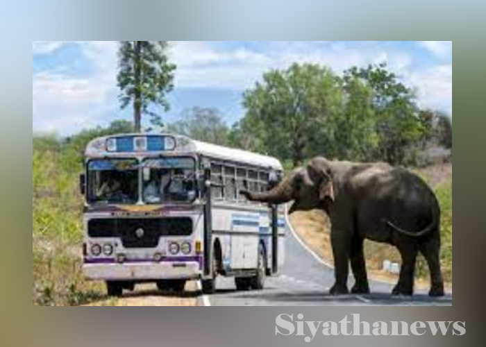 පාරට එන වනඅලි එළවන අලුත් ක්‍රමය