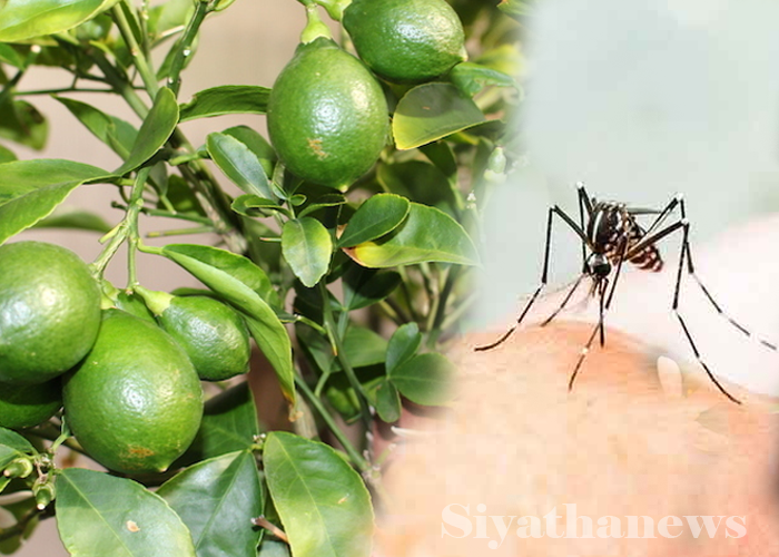 ඩෙංගුවලින් බේරීමට නම්,