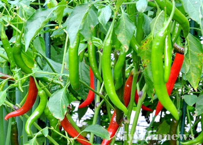 පාරිභෝජනයට අවශ්‍ය වියළි මිරිස් රට තුළම නිෂ්පාදනය කිරීමේ වැඩපිළිවෙලක්
