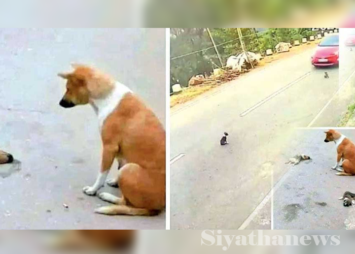 සුනඛයන් යටකර පළාගිය කාන්තාව අත්අඩංගුවට