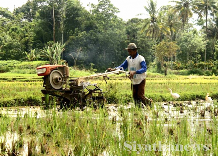 පුරන් කුඹුරු යළි අස්වැද්දීමට රුපියල් මිලියන 430ක්