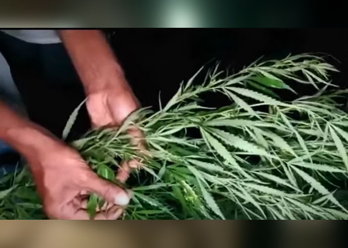 ආණමඩුවේ කංසා වගාවක් වටලයි
