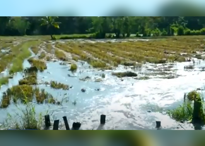 පොළොන්නරුවේ ගොවිබිම් ජලයෙන් යටවෙයි