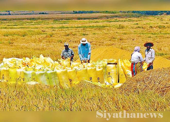 වී වලට නිසි මිලක් නැති බව පවසා ගොවීන්ගෙන් චෝදනා