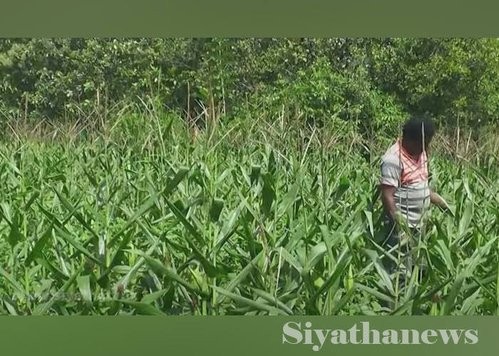 පොහොර සහ කෘමිනාශක හිඟය නිසා ගොවීන් අසීරුතාවක