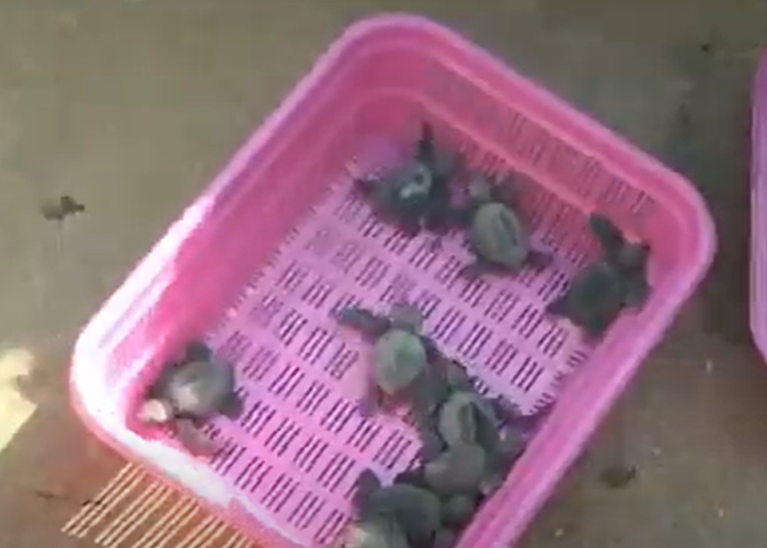 ගාලු මුවදොර වෙරළේ දුලබ දසුනක්